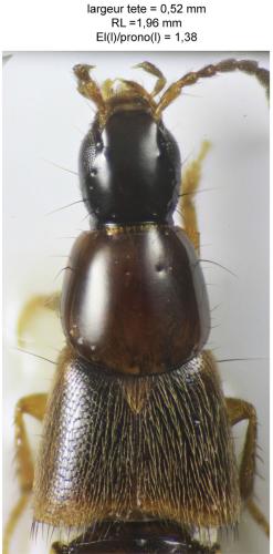 Heterothops minutus